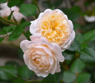 Роза Крокус Роуз Crocus Rose Austin Великобритания, 2000 - ₴70.00грн. :  Приватна колекція троянд Наталії Валеріївни!, Квіти в кожен сад та будинок