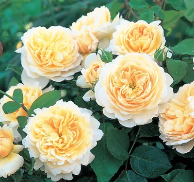 Роза Крокус Роуз (Crocus Rose) - Московский ОАЗИС