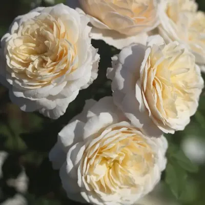 Крокус Роуз (Crocus Rose) - АНГЛИЙСКИЕ РОЗЫ - Розы вдохновения - саженцы роз  оптом в розарии ст Кущевская Краснодарского края