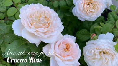 Саженцы розы Крокус роуз (Crocus Rose) в Нижнем Новгороде цены от 350 руб.  , купить саженцы Крокус роуз (Crocus Rose) и другие английские розы в  Нижний Новгород почтой России! - КустыРоз.РФ