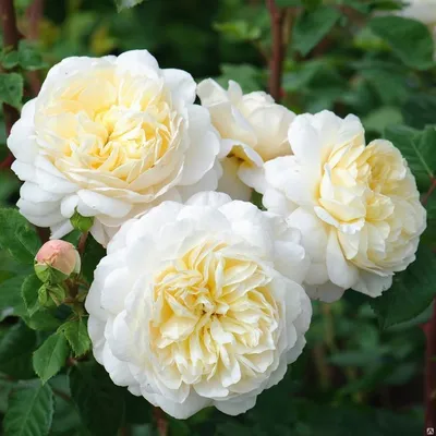 Роза английская Crocus Rose/Крокус Роуз