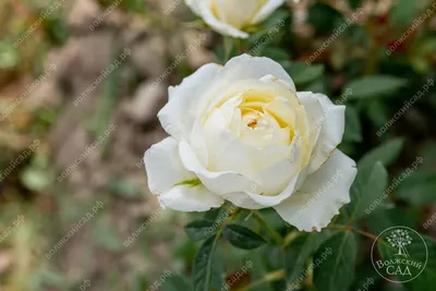 Крокус роза (Crocus Rose)