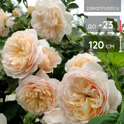 Роза Крокус Роуз Crocus Rose. Купить Саженцы с Доставкой в Москве. Отправка  по РФ почтой и