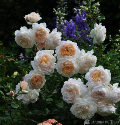 Роза английская кустовая Крокус Роуз (Crocus Rose) купить саженцы почтой из  питомника «АГРОФОНД»