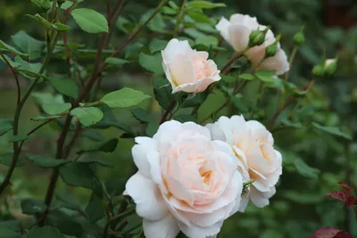 Роза Крокус Роуз (Crocus Rose), C2 (ID#148448498), цена: 35 руб., купить на  Deal.by