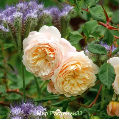 Роза Crocus Rose (Крокус Роуз) | Прекрасный сад Маришки | Дзен