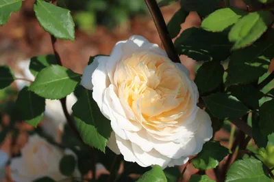 Роза Crocus Rose (Крокус Роуз) – купить саженцы роз в питомнике в Москве