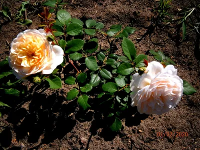 Розы Дэвида Остина (David Austin Roses) - Роза Эмануэль (син. Крокус Роуз)