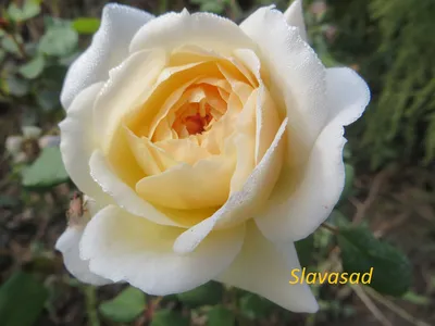 Crocus Rose