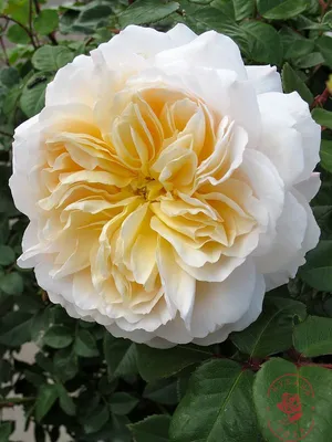 Роза Crocus Rose (Крокус Роуз) | Прекрасный сад Маришки | Дзен