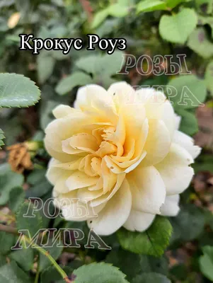 Английские розы - Сорт Крокус роуз (Crocus Rose). Купить с доставкой по  России! Саженцы роз от производителя!