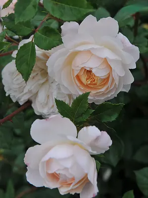 Crocus Rose (Крокус Роуз) (Мультифлора) Україна
