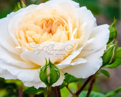 Крокус Роуз (Crocus Rose) • ЛПХ \"КУБАНЬ РОЗА\"