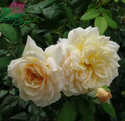 Галерея - Crocus Rose® (AUSquest, City of Timaru, Emanuel) - Энциклопедия  роз
