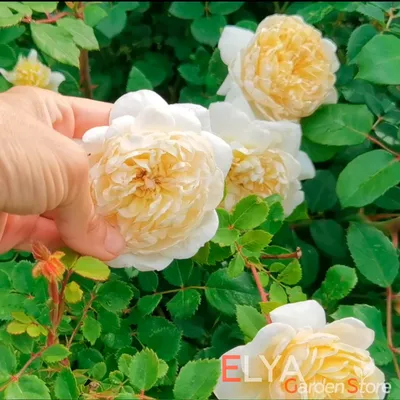 Роза «Крокус Роуз»