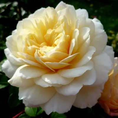 Роза Crocus Rose (Крокус Роуз) – купить саженцы роз в питомнике в Москве