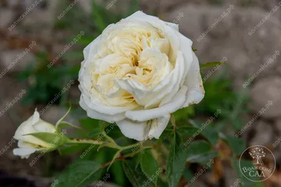 Роза Крокус Роуз (Crocus Rose) АНГЛ. купить в интернет-магазине ЦВІТСАД с  доставкой по Украине