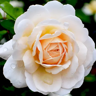 Роза Крокус Роуз (Crocus Rose), C2 (ID#148448498), цена: 35 руб., купить на  Deal.by