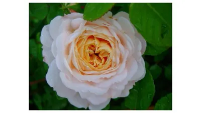 Крокус Роуз - Crocus Rose напрямую из питомника Краснодара. Доставка по  России. | Интернет-магазин садовых растений \"Розы Краснодара\". - Садовый  Центр \"Розы Краснодара\"