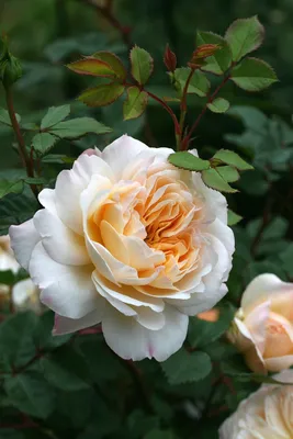 Роза Крокус Роуз / Crocus Rose описание сорта - Энциклопедия - Всё о цветах  для Вашего сада
