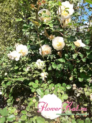 Роза английская кустовая Крокус Роуз (Crocus Rose) | купить саженцы в  интернет магазине Сады-Эдема