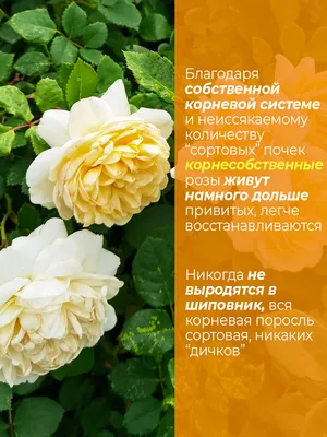 Роза Крокус Роуз, заказать в питомнике Флоракат в Белгороде
