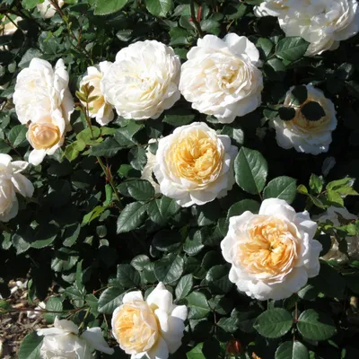 ⚜️КРОКУС РОУЗ (CROCUS ROSE)⚜️ Austin Великобритания Класс: Английские розы  Цвет: нежно-желтый, белый, кремовый Кол-во цветков на стебле:… | Instagram