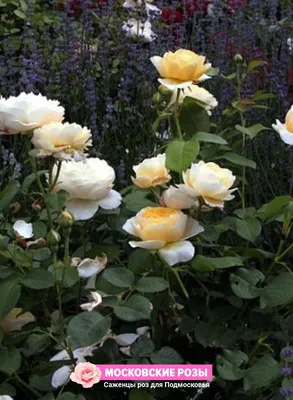 Роза Крокус Роуз / Crocus Rose описание сорта - Энциклопедия - Всё о цветах  для Вашего сада
