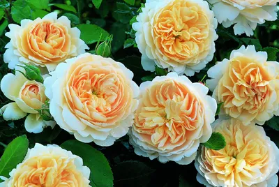 Крокус Роуз (CROCUS ROSE) АНГЛ.