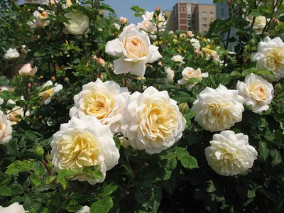 Крокус Роуз (Crocus Rose) - Усадьба роз
