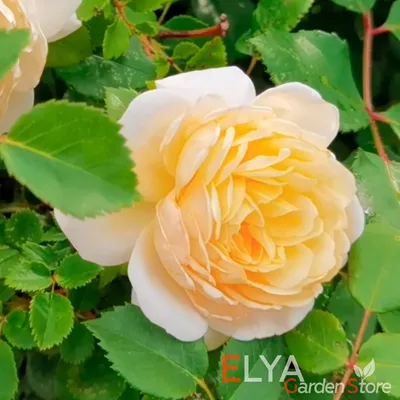 Роза английская Крокус Роуз (Crocus Rose) саженцы с ЗКС. Купить от 1 500  руб. в Москве - питомник Московские Розы