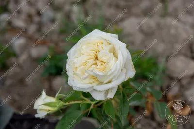 Саженцы роз Крокус Роуз( Rose Crocus) (ID#1280810170), цена: 100 ₴, купить  на Prom.ua