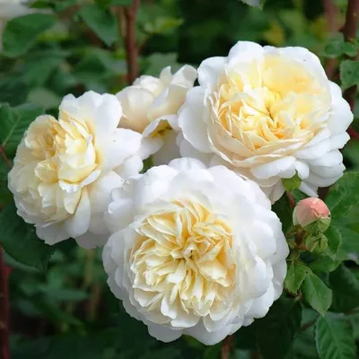 Роза Crocus Rose (Крокус Роуз)🌹 - купить саженцы в Украине | FLORIUM.UA✓