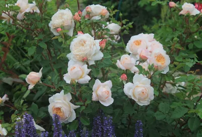 Крокус Роуз (Crocus Rose) - Английские розы - Розы - Каталог