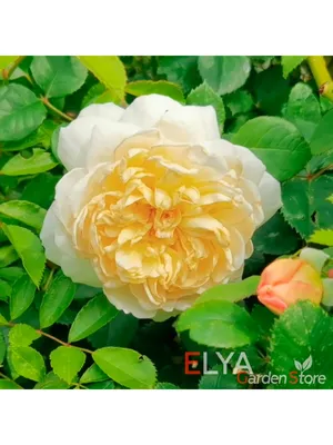 Роза Crocus Rose (Крокус Роуз) | Прекрасный сад Маришки | Дзен