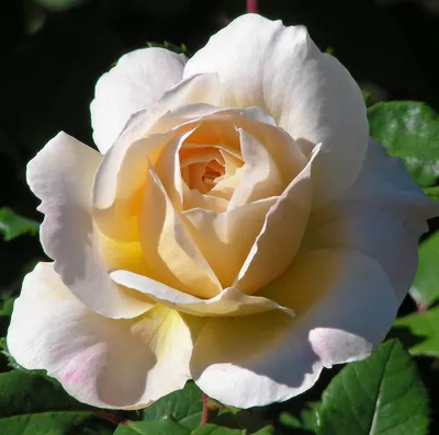 Английская роза \"Крокус Роуз\" (Crocus Rose) (id 106491749)