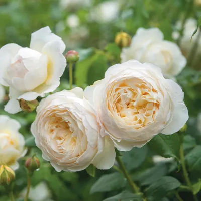 ⚜️КРОКУС РОУЗ (CROCUS ROSE)⚜️ Austin Великобритания Класс: Английские розы  Цвет: нежно-желтый, белый, кремовый Кол-во цветков на стебле:… | Instagram