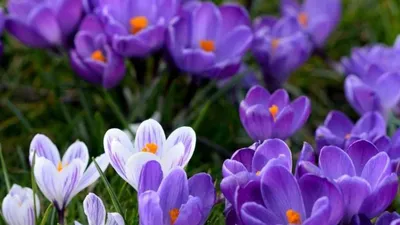 Купить крокус сативус (шафран) (sativus), 15 шт (разбор 9/10) по цене 320  руб. в интернет магазине \"Первые Семена\"