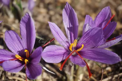 Crocus heuffelianus Herb. - Крокус Гейфеля - Полярно-альпийский  ботанический сад-институт им. Н.А. Аврорина