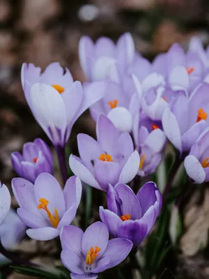 Крокус - Crocus. Уход за Крокусами. Фото