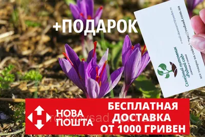 Крокус посевной (Crocus sativus) - Луковицы крокусов - купить недорого  Крокусы в Москве в интернет-магазине Сад вашей мечты