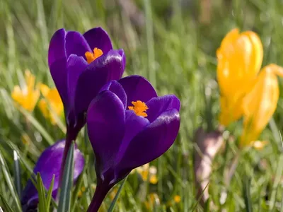 Шафран посевной луковицы120 шт (Crocus sativus) шафрановый крокус осенний  семена морозостойкий для специи (ID#1413280083), цена: 999 ₴, купить на  Prom.ua