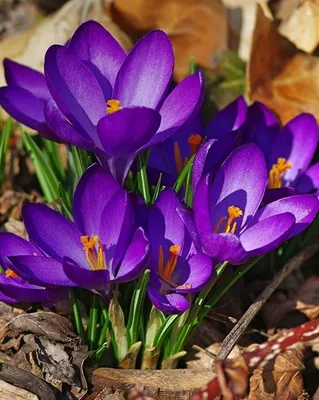 Крокус, или шафран – весенний первоцвет