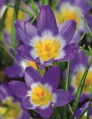 Крокус Зибера Триколор (Crocus sieberi Tricolor) - Луковицы крокусов -  купить недорого Крокусы в Москве в интернет-магазине Сад вашей мечты