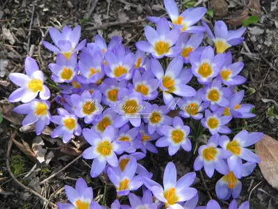 Крокус Зибера Триколор (Crocus sieberi Tricolor) - Луковицы крокусов -  купить недорого Крокусы в Москве в интернет-магазине Сад вашей мечты