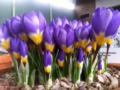 Tricolor Snow Crocus, Wild Crocus | American Meadows