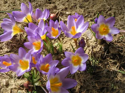 Крокус Сайбери Триколор (Crocus Sieberi Tricolor) - описание сорта, фото,  саженцы, посадка, особенности ухода. Дачная энциклопедия.