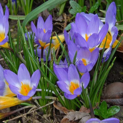 Крокус Зибера Триколор (Crocus sieberi Tricolor) - Луковицы крокусов -  купить недорого Крокусы в Москве в интернет-магазине Сад вашей мечты