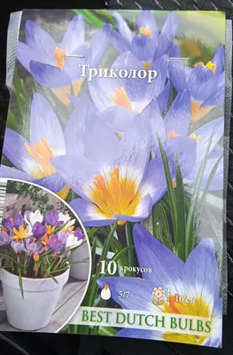 Крокус Зибера Триколор (Crocus sieberi Tricolor) - Луковицы крокусов -  купить недорого Крокусы в Москве в интернет-магазине Сад вашей мечты