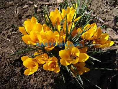 картинки : Крокус, cretan crocus, цветущее растение, tommie crocus,  лепесток, Весенний крокус, весна, Снежный крокус, Ирисовая семья, saffron  crocus, Фиолетовая семья, Дикий цветок, Альт, Многолетнее растение  6000x4000 - Salaleila - 1585421 - красивые ...